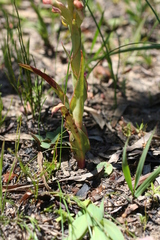 Disa physodes