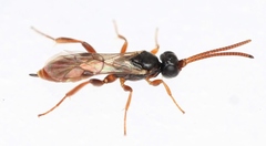 Dicaelotus pudibundus