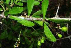 Gymnosporia heterophylla image