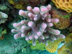 Dysideidae