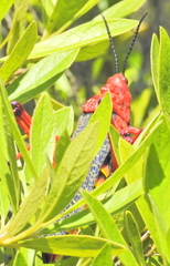 Phymateus morbillosus morbillosus