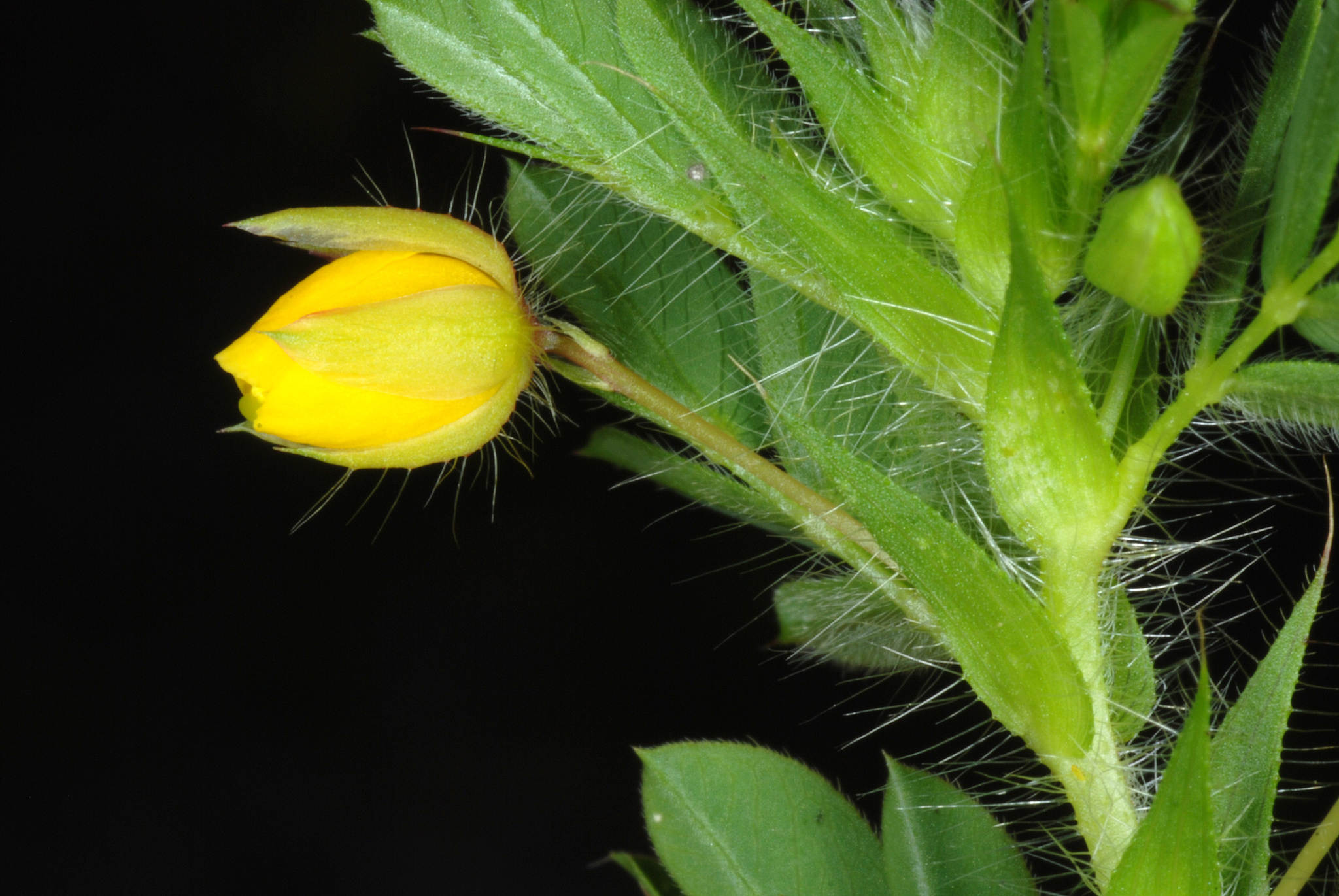 Chamaecrista pilosa