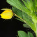 Hairy Sensitive Pea - Photo (c) Douglas Goldman, some rights reserved (CC BY-SA), uploaded by Douglas Goldman