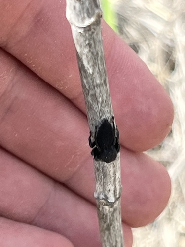 jumping spiders