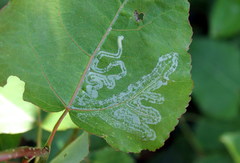 Phyllocnistis labyrinthella