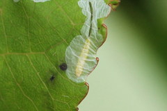 Phyllocnistis labyrinthella