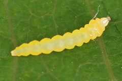 Phyllocnistis labyrinthella
