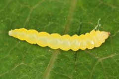 Phyllocnistis labyrinthella