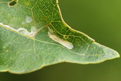 Phyllocnistis labyrinthella