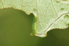 Phyllocnistis labyrinthella