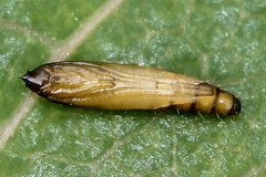 Phyllocnistis labyrinthella