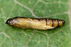 Phyllocnistis labyrinthella