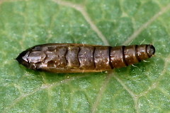 Phyllocnistis labyrinthella