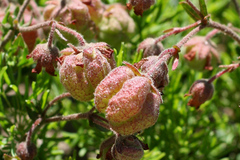 Hermannia grossularifolia