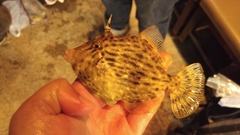 Stephanolepis cirrhifer