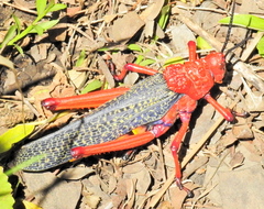 Phymateus morbillosus morbillosus