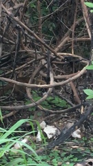 Nasua narica yucatanica