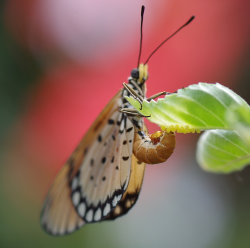 Tawny Coster, photo 6 of 10