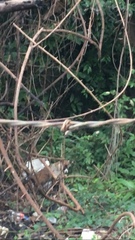 Nasua narica yucatanica