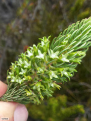Erica thomae thomae