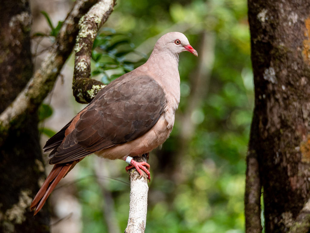 Pink Pigeon