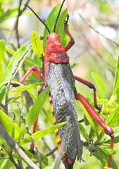 Phymateus morbillosus morbillosus