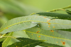 Phyllocnistis saligna