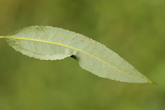 Phyllocnistis saligna