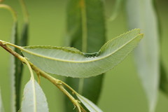 Phyllocnistis saligna