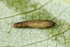 Phyllocnistis saligna