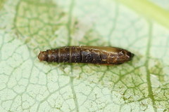 Phyllocnistis saligna