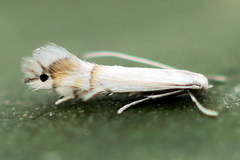 Phyllocnistis saligna