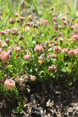 Hermannia grossularifolia
