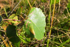 Phyllonorycter anderidae