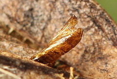Phyllonorycter anderidae