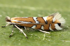 Phyllonorycter anderidae