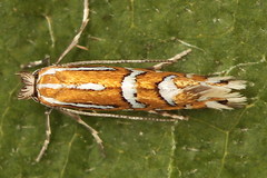Phyllonorycter anderidae