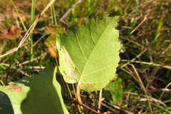 Phyllonorycter anderidae
