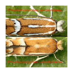 Phyllonorycter anderidae