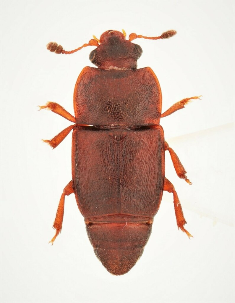 Carpophilus corticinus