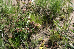 Hermannia grossularifolia