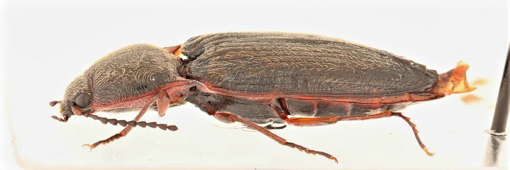 Setasomus rufopleuralis