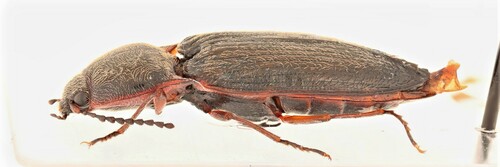 Setasomus rufopleuralis