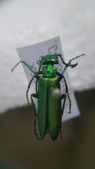 Lytta vesicatoria