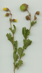 Hermannia grossularifolia