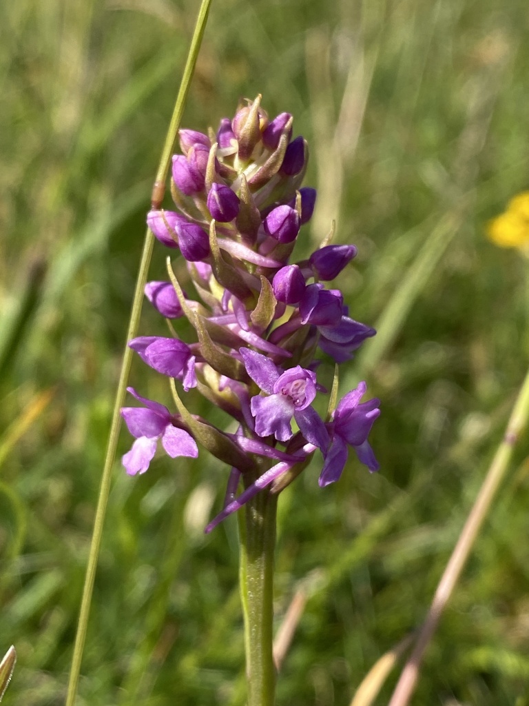 Gymnadenia borealis