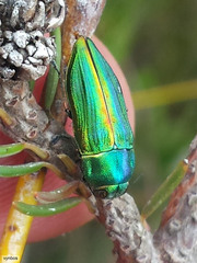 Aristosoma suturalis