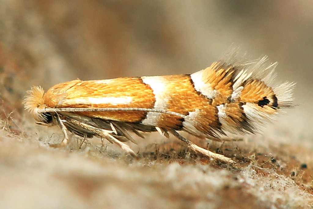 Red Birch Midget