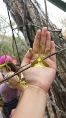 Encyclia aspera