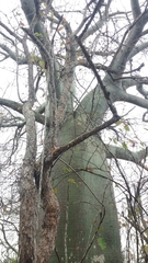 Ceiba trischistandra